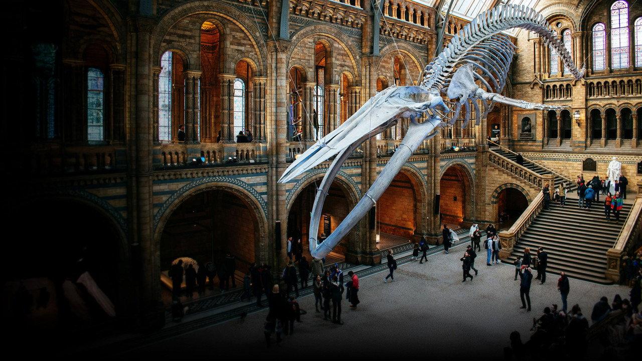 Natural History Museum: World of Wonder backdrop