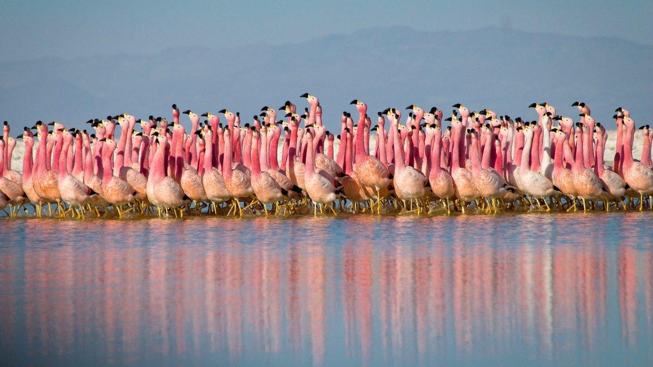 Planet Earth II backdrop