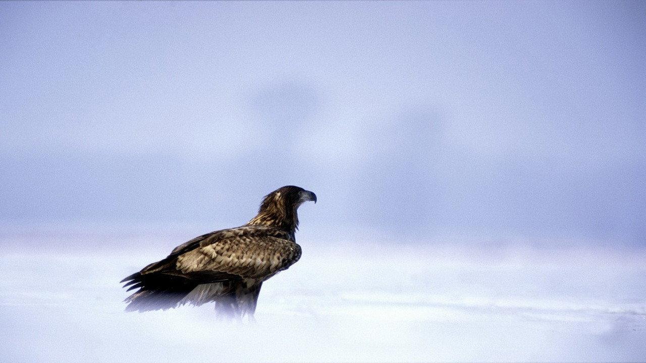 Eagles: Queen of the Skies backdrop