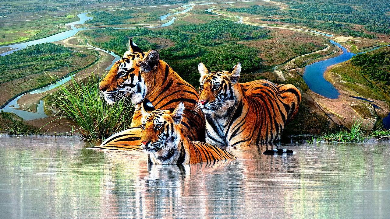 Tiger Island backdrop
