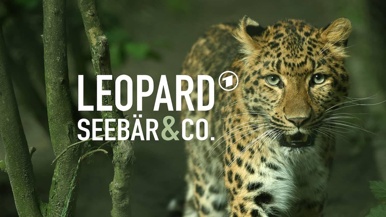 Leopard, Seebär & Co. backdrop