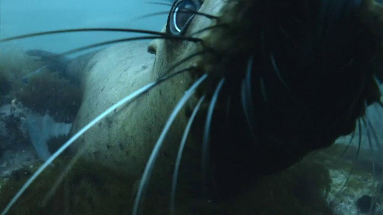 The Old Man and the Sea Lion backdrop