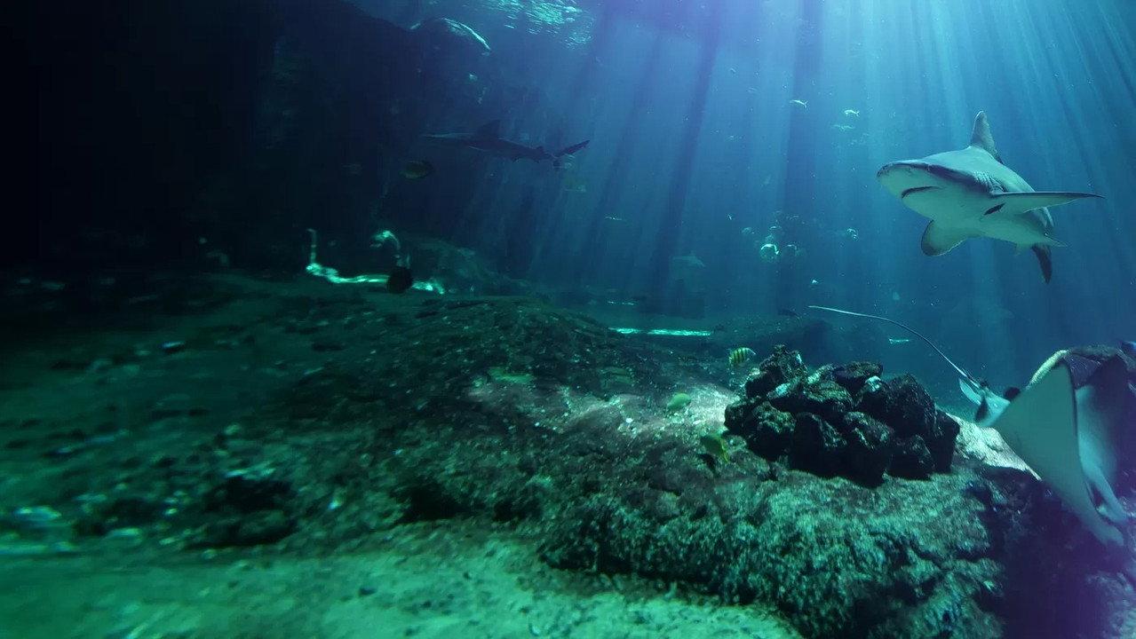 Nausicaá : Dans les coulisses du plus grand aquarium d'Europe backdrop