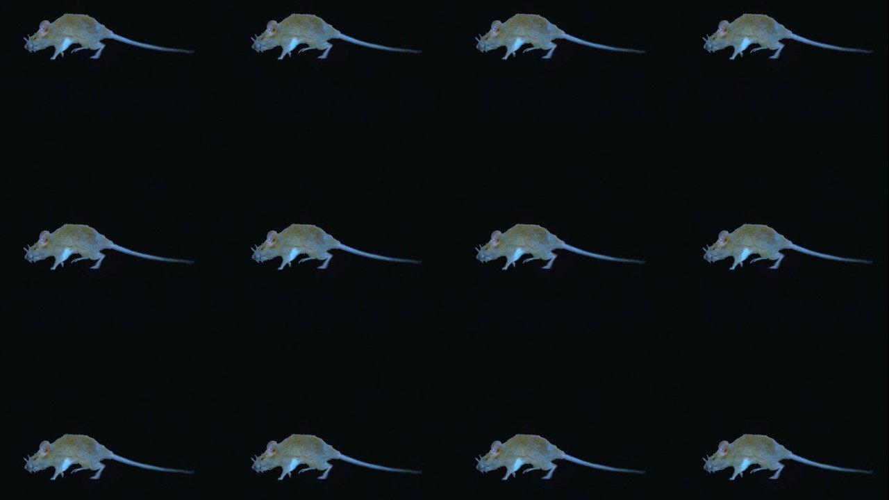 The Experience of a Rat backdrop