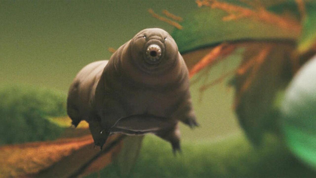 Tiny and Tough - The Incredible Resilience of Tardigrades backdrop