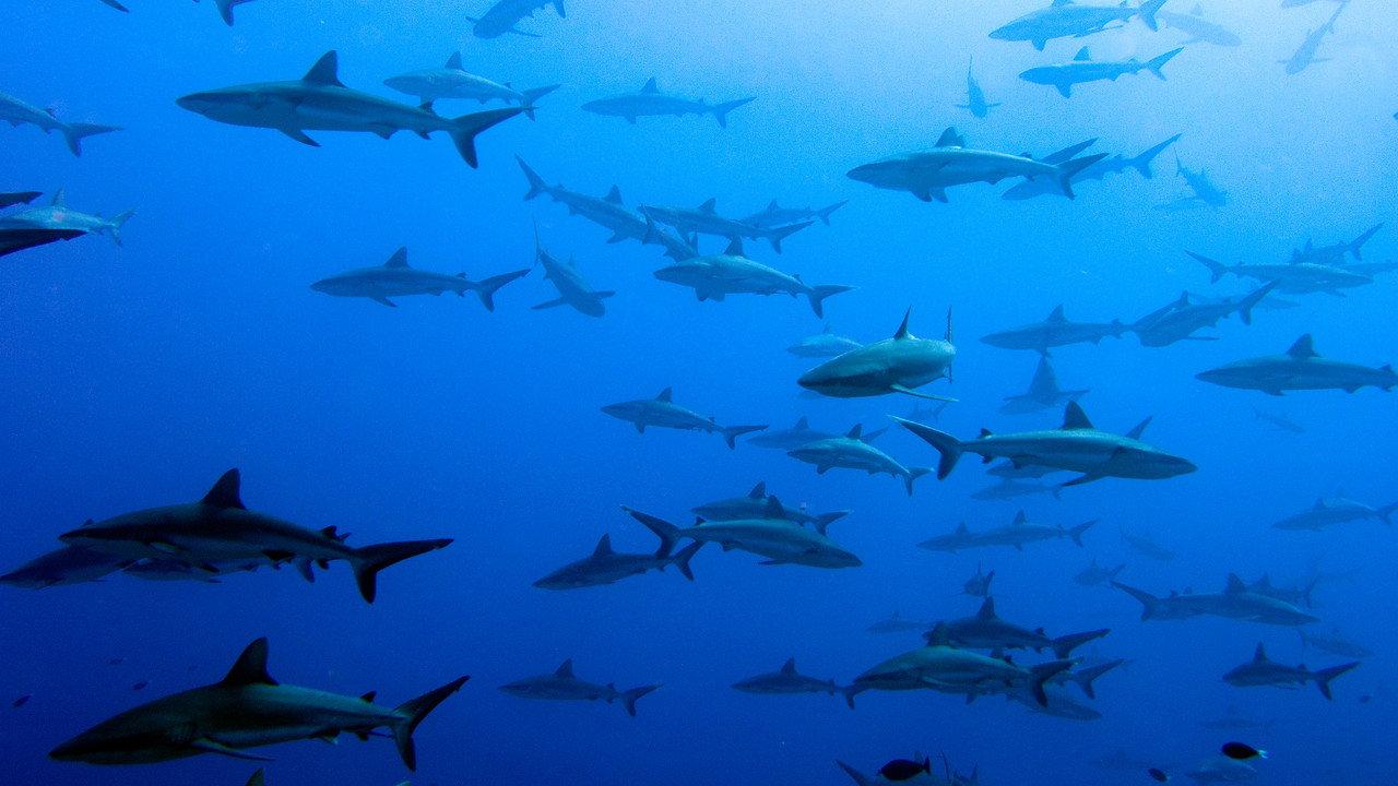 United Sharks of America backdrop