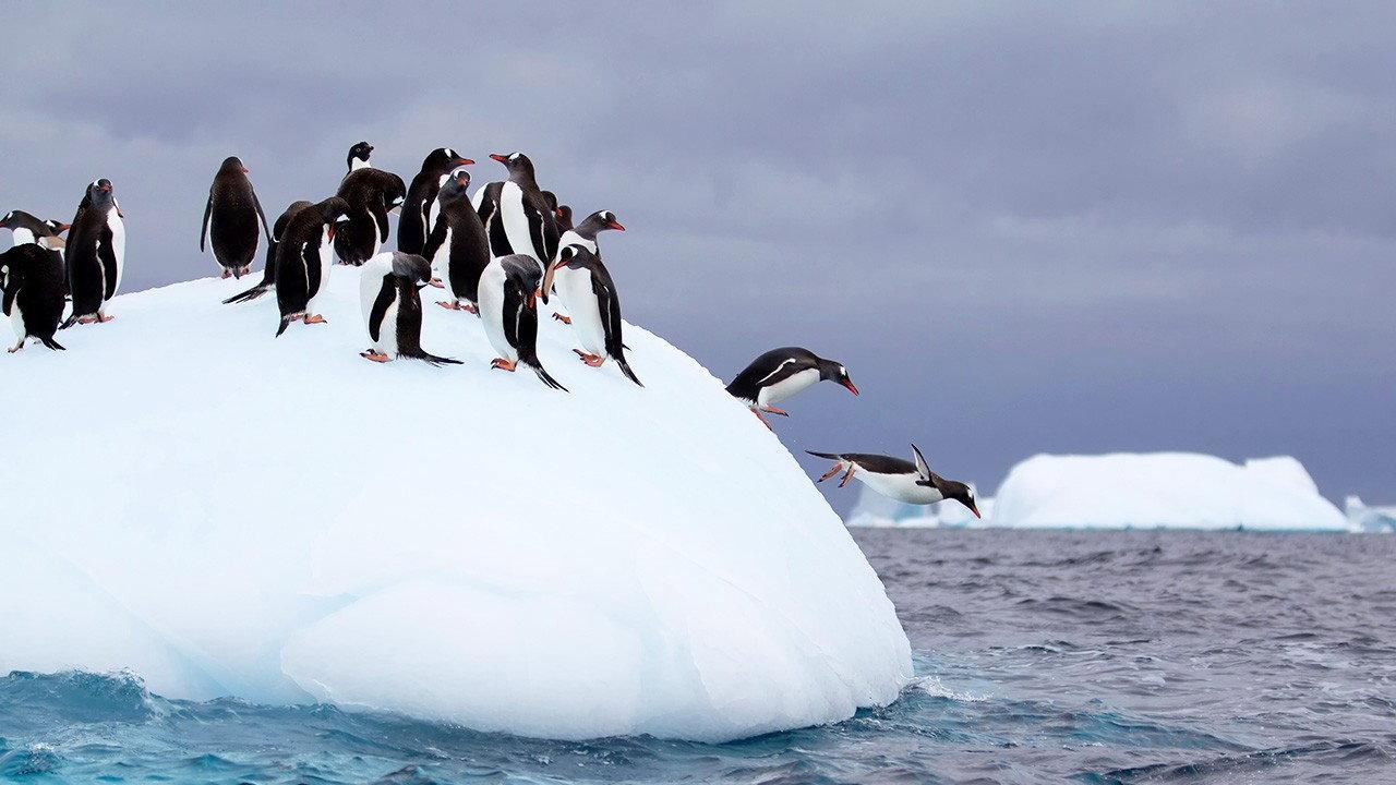 Wild Antarctica backdrop