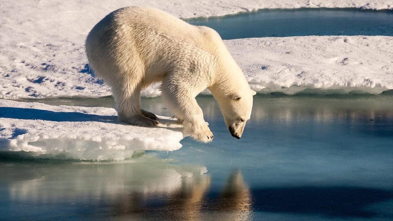 Polar Bears backdrop