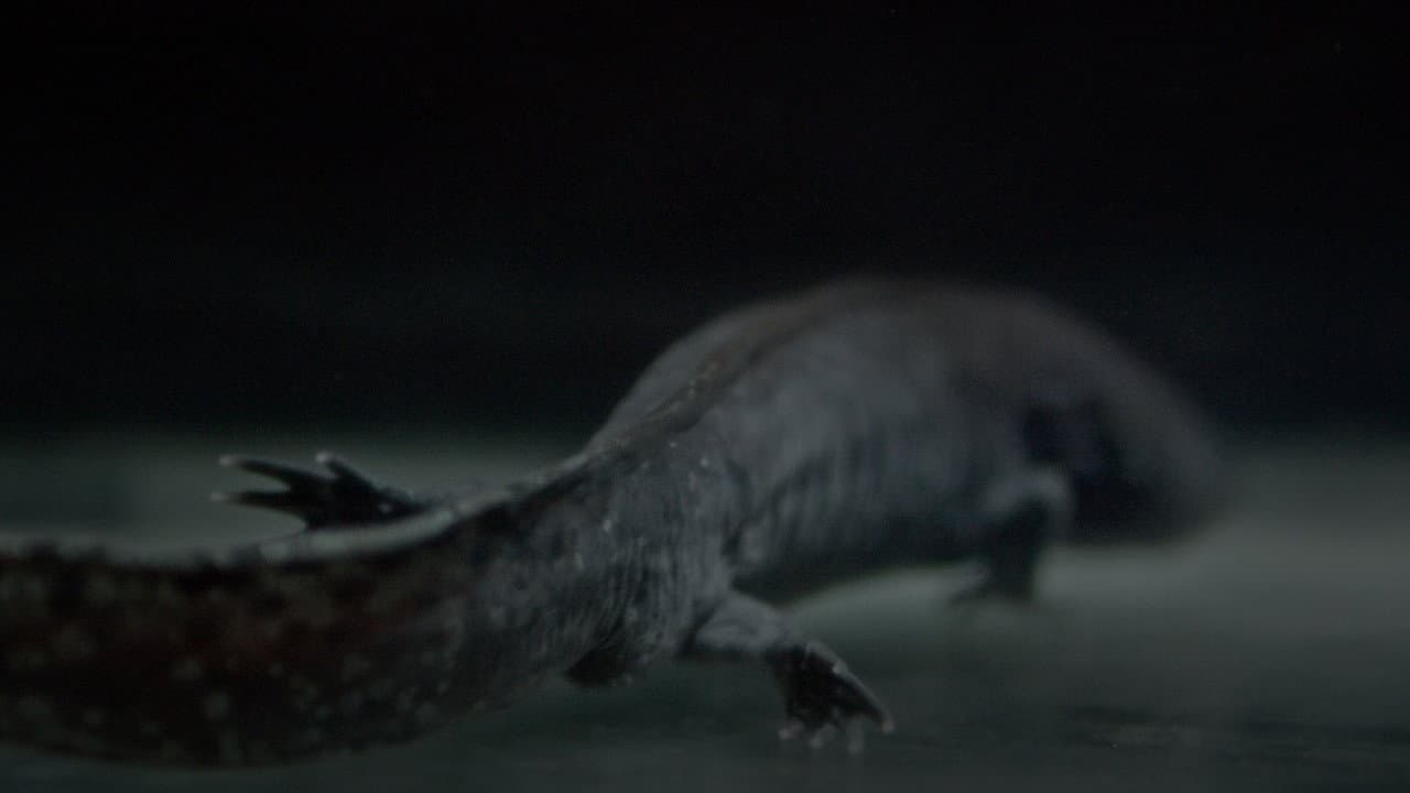 Axolotl backdrop
