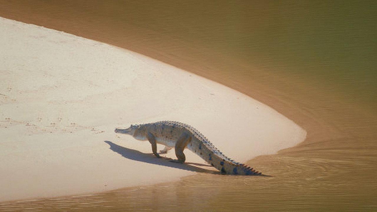 Australia's Wild Woodlands backdrop