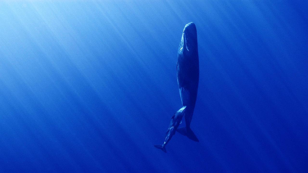 Whales and I backdrop