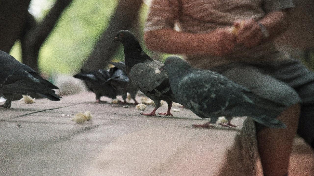 Searching for the Pigeon Man backdrop