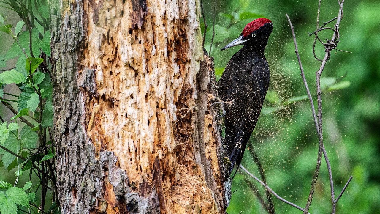 Knock knock – a Woodpeckers world backdrop