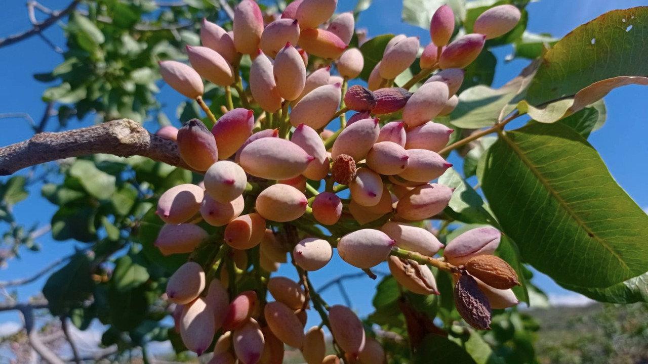 Raccolta del pistacchio di Bronte D.O.P. backdrop