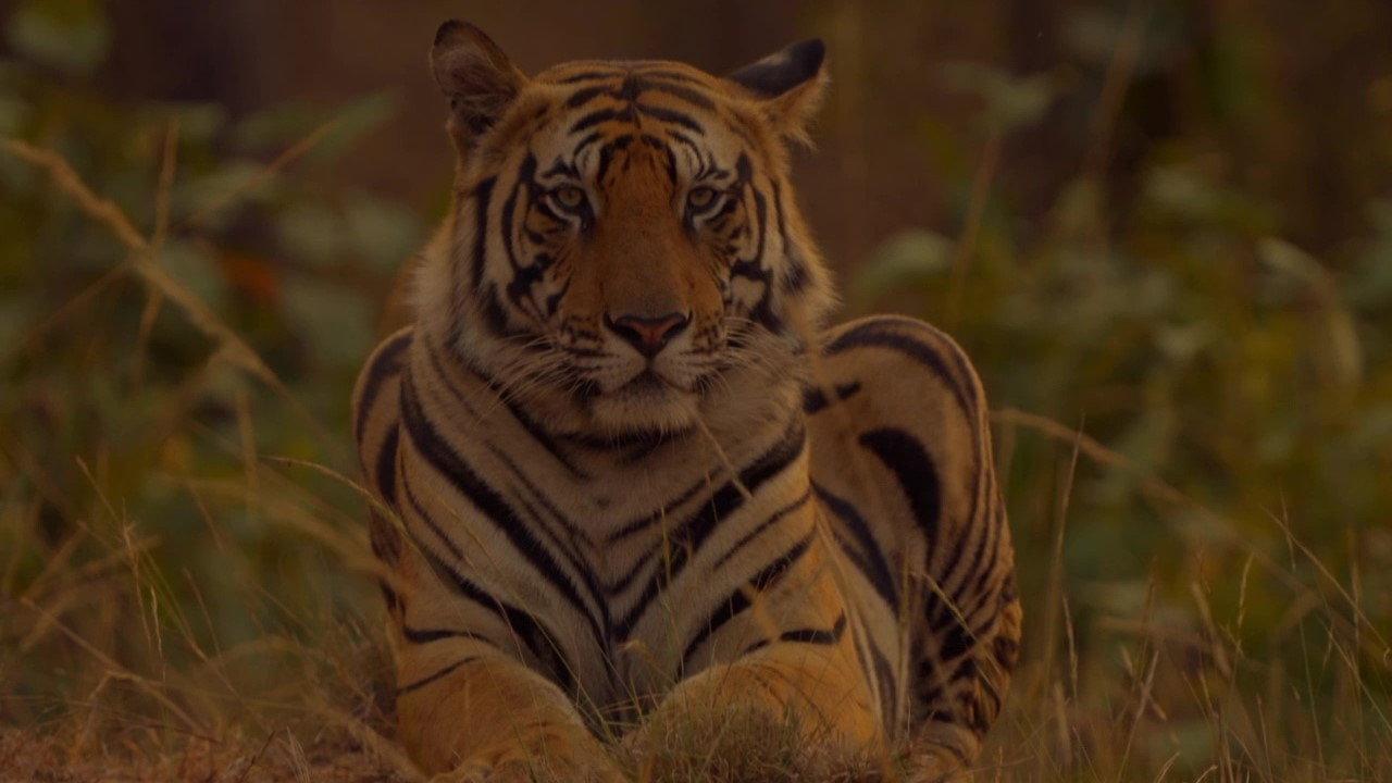 Sundarbans, le dernier royaume du tigre backdrop