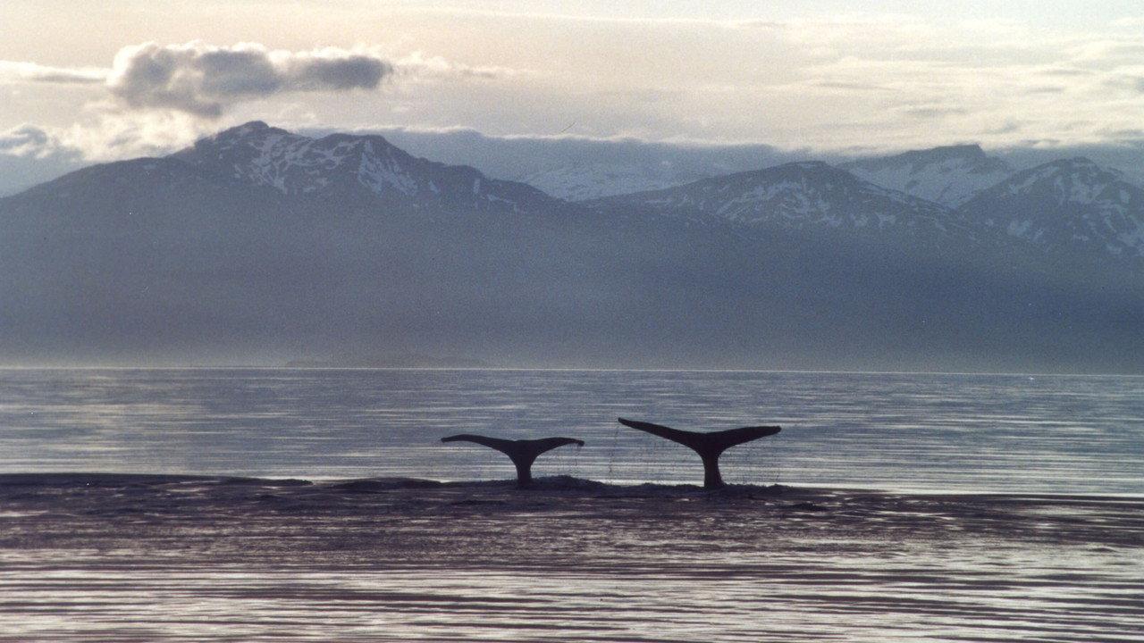 A Life Among Whales backdrop