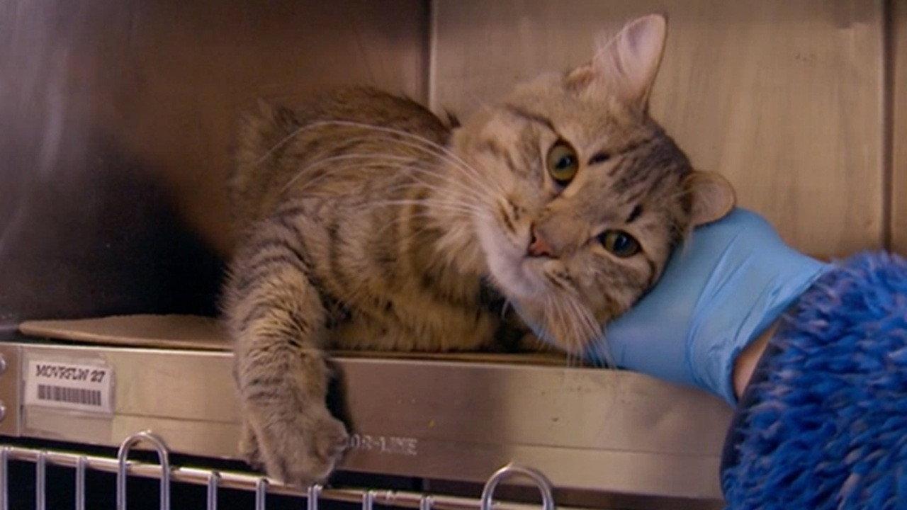 The Cat Rescuers backdrop