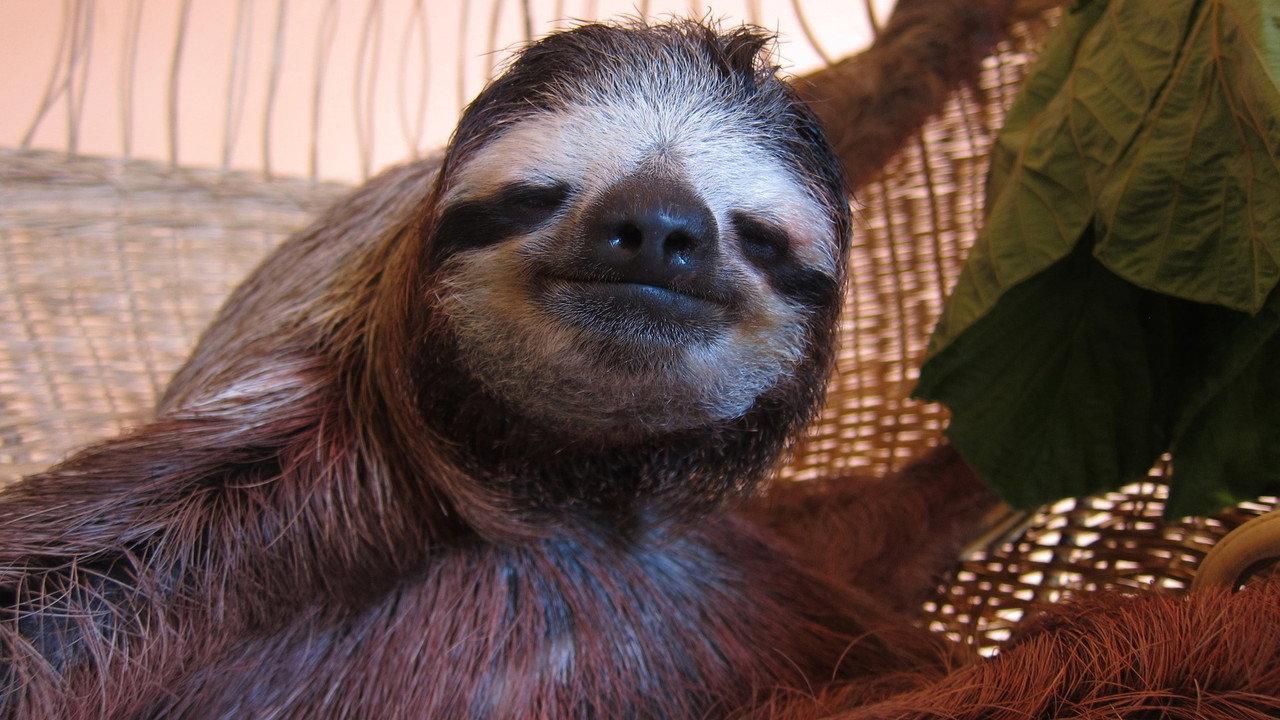 Meet the Sloths backdrop