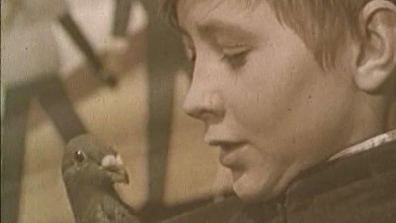 The Boy and the Pigeon backdrop