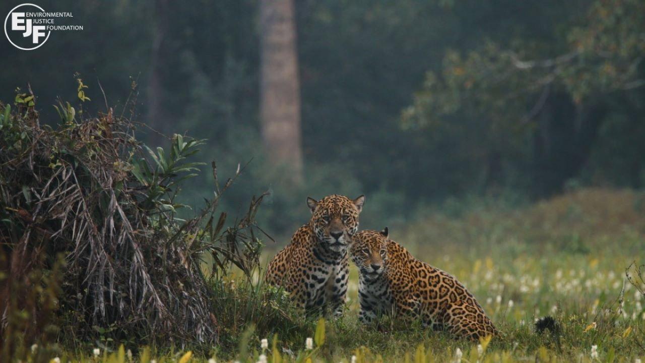 Pantanal backdrop