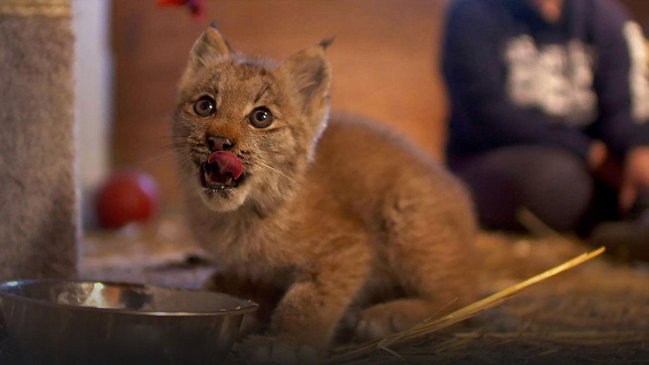Alaska Animal Rescue backdrop