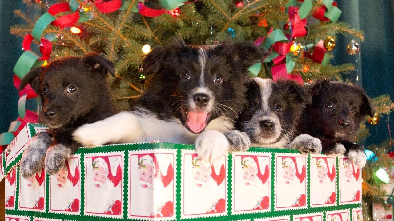 12 Dogs of Christmas: Great Puppy Rescue backdrop