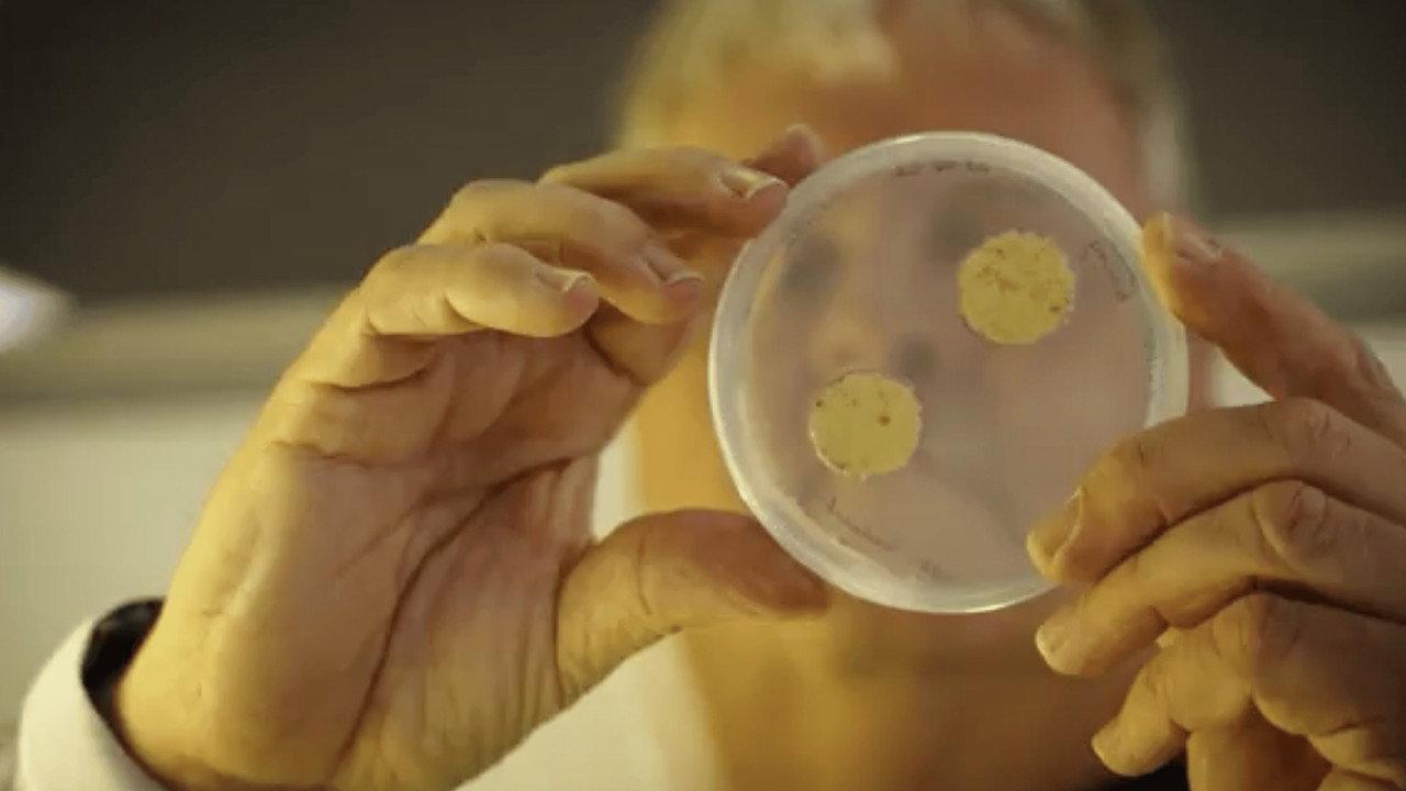 What if...? Genomics in Aotearoa backdrop