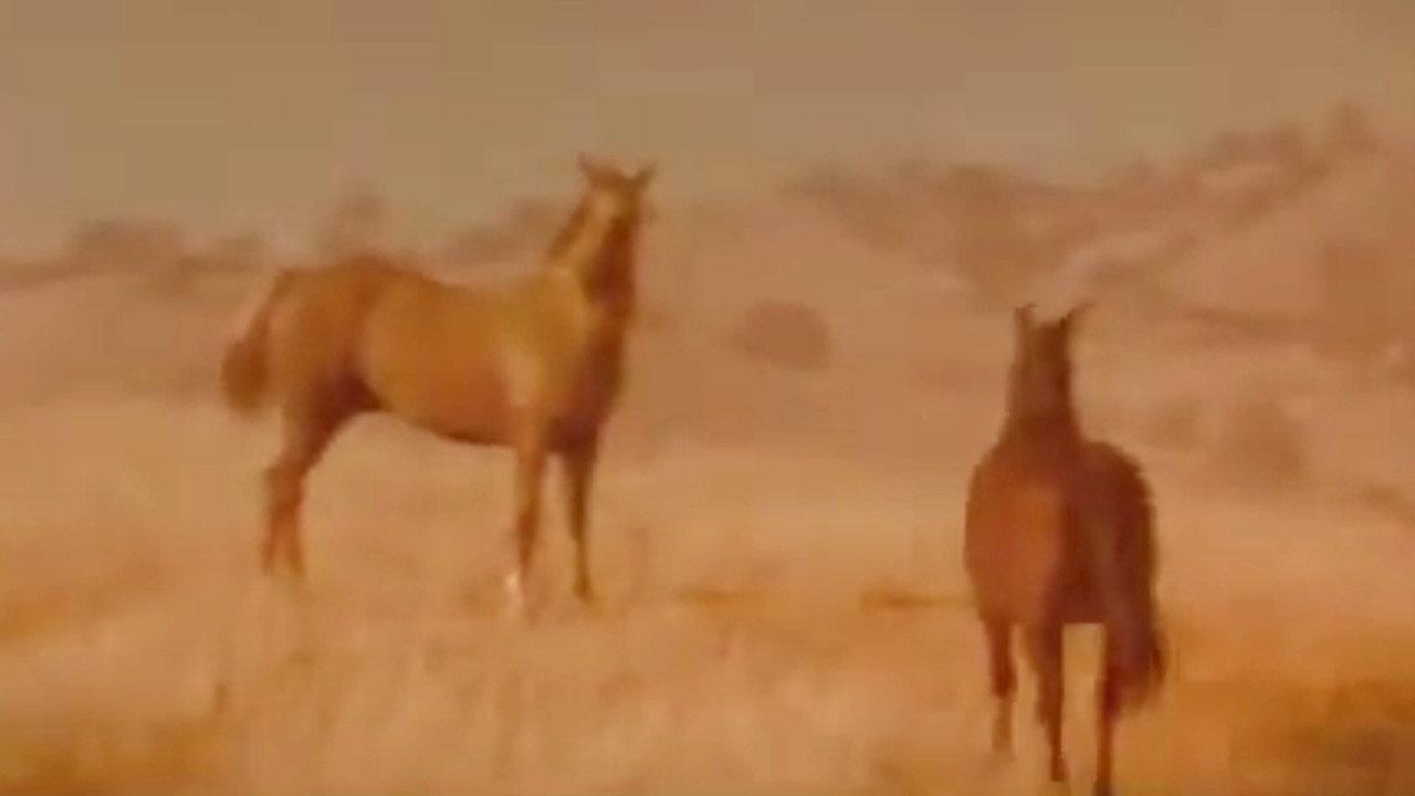 Iron and Horse backdrop