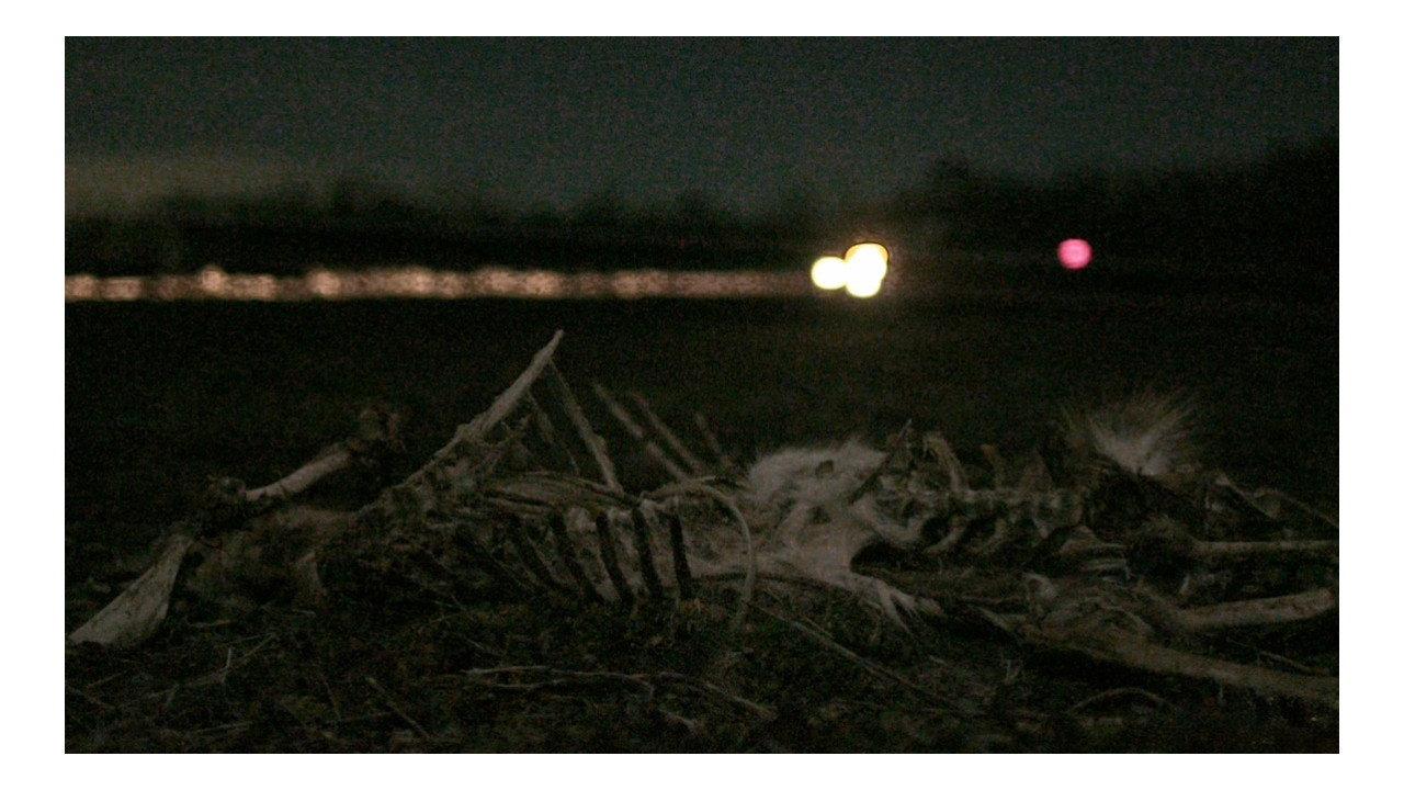 Roadkill backdrop