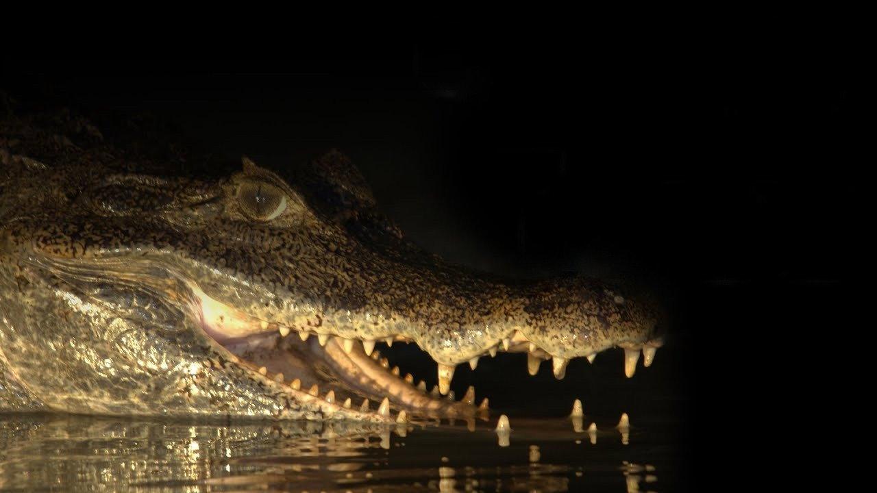 Capturing the Killer Croc backdrop