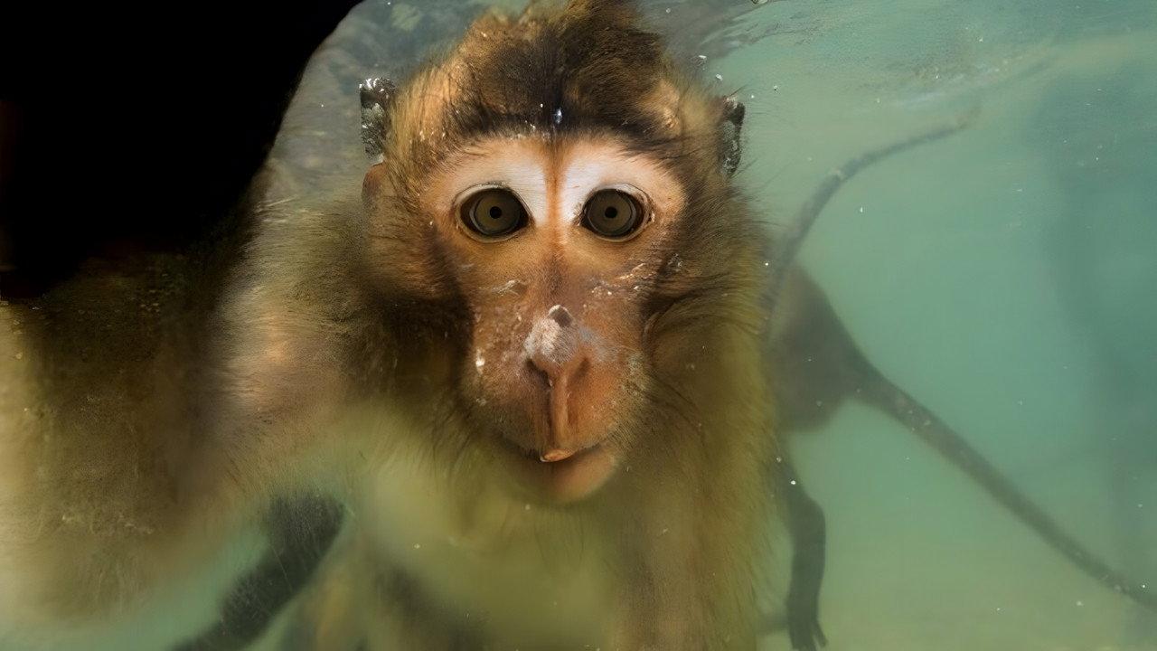 Les singes qui voulaient voir la mer backdrop
