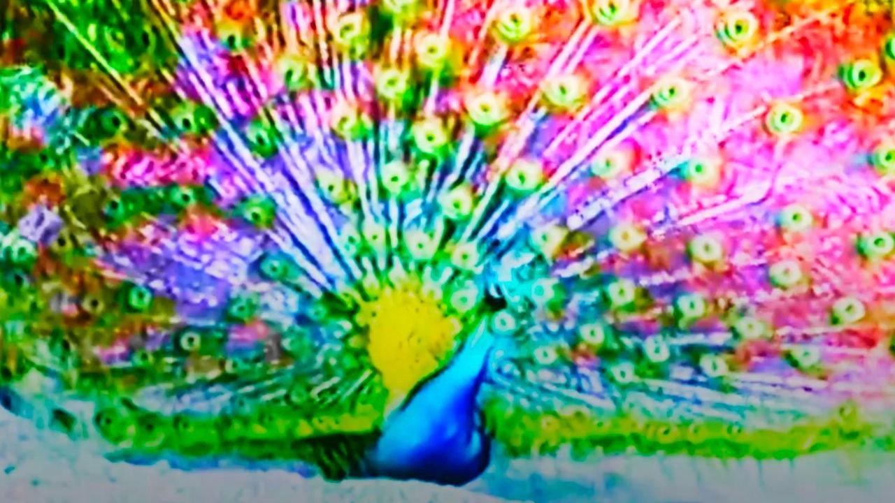 Afraid of Peacock backdrop