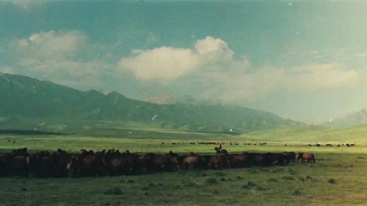 The Herdsman backdrop