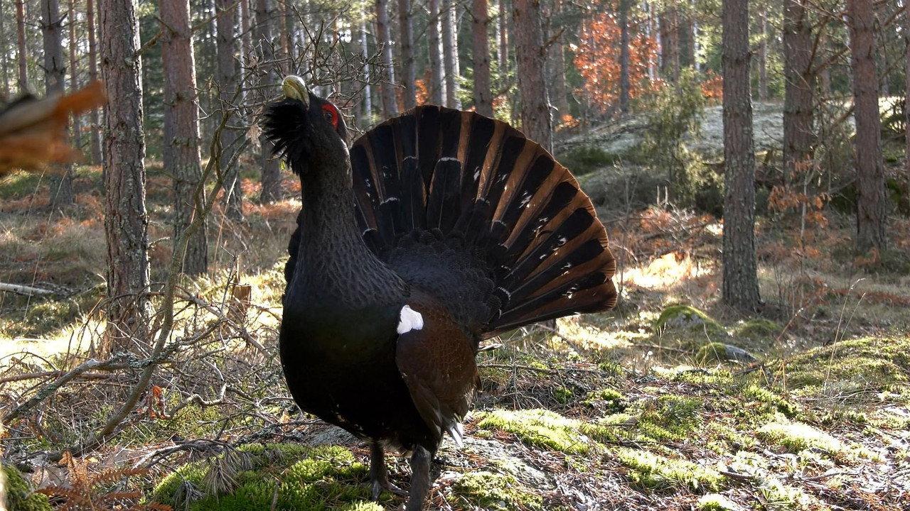 Småland - Sweden's Wild South backdrop
