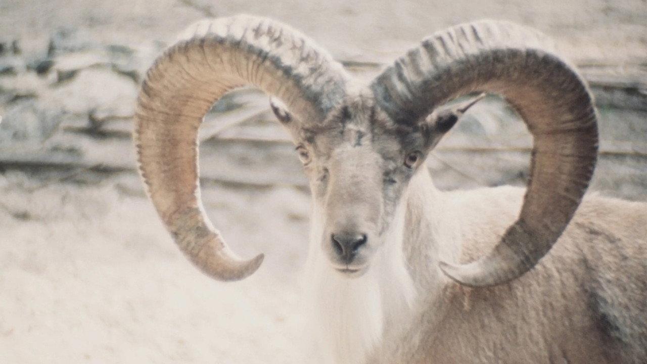 Paradies der Tiere backdrop