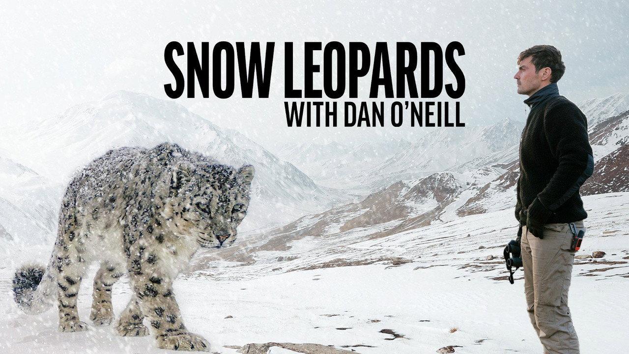 Snow Leopards with Dan O'Neill backdrop