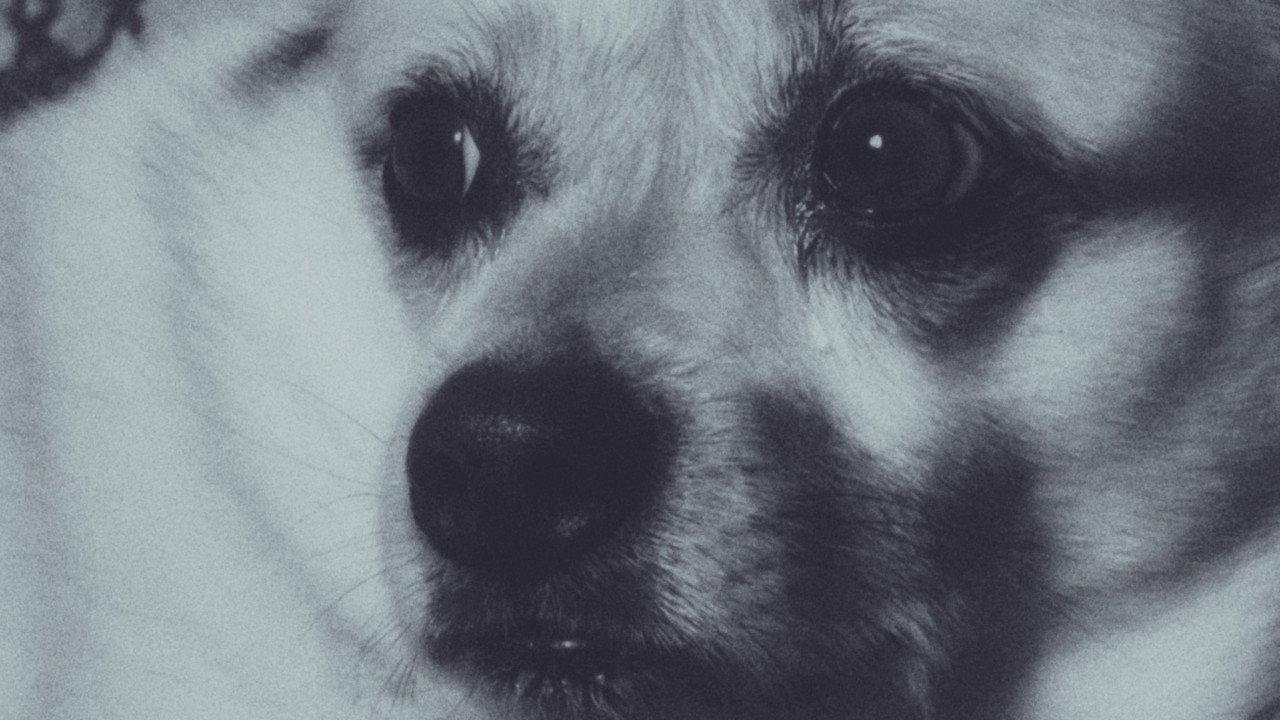 Adeline The Dog! backdrop