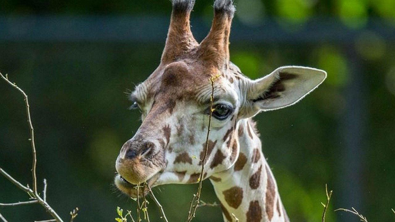 Maman girafe backdrop