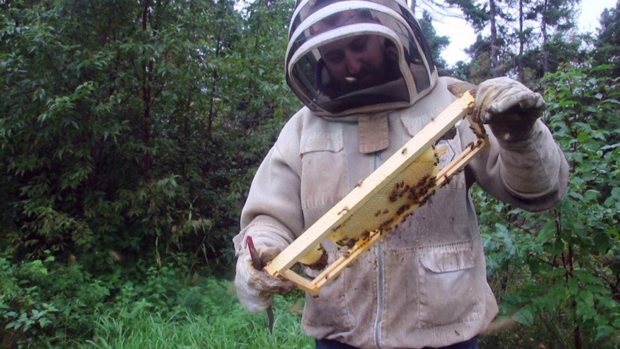 The Bearded Beekeeper backdrop
