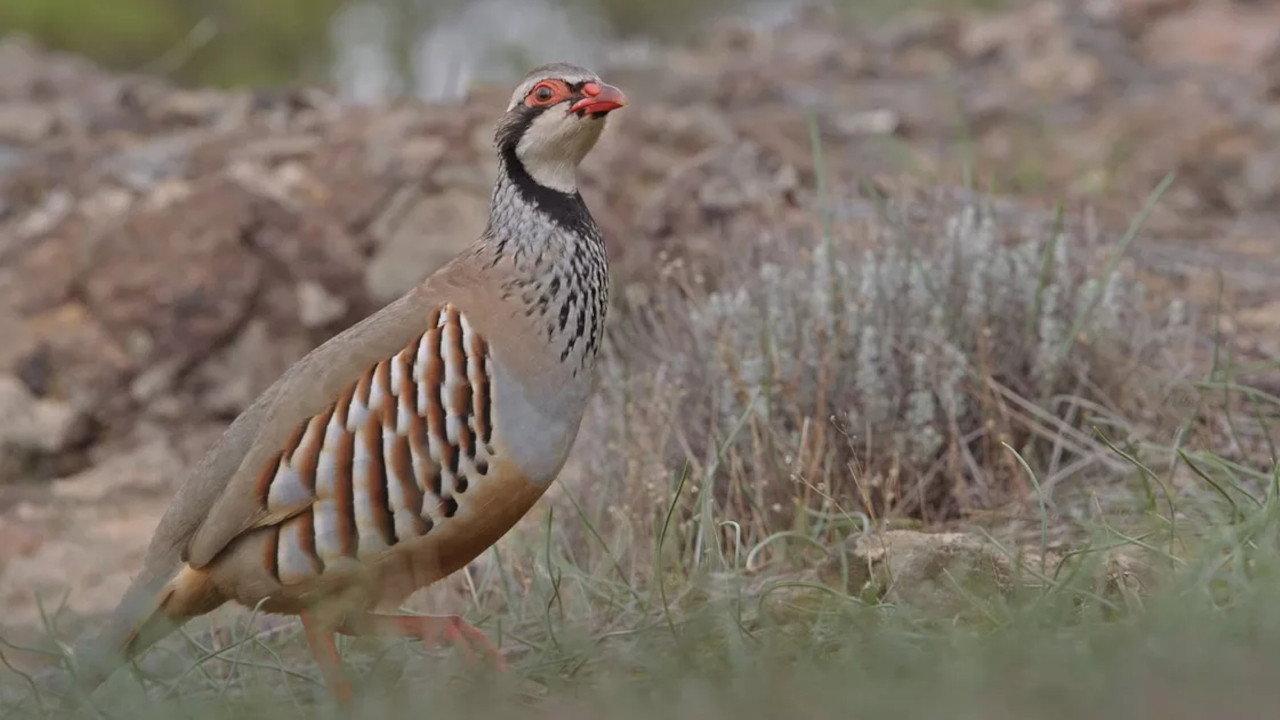 Prédateurs et proies - La faune de la péninsule Ibérique backdrop