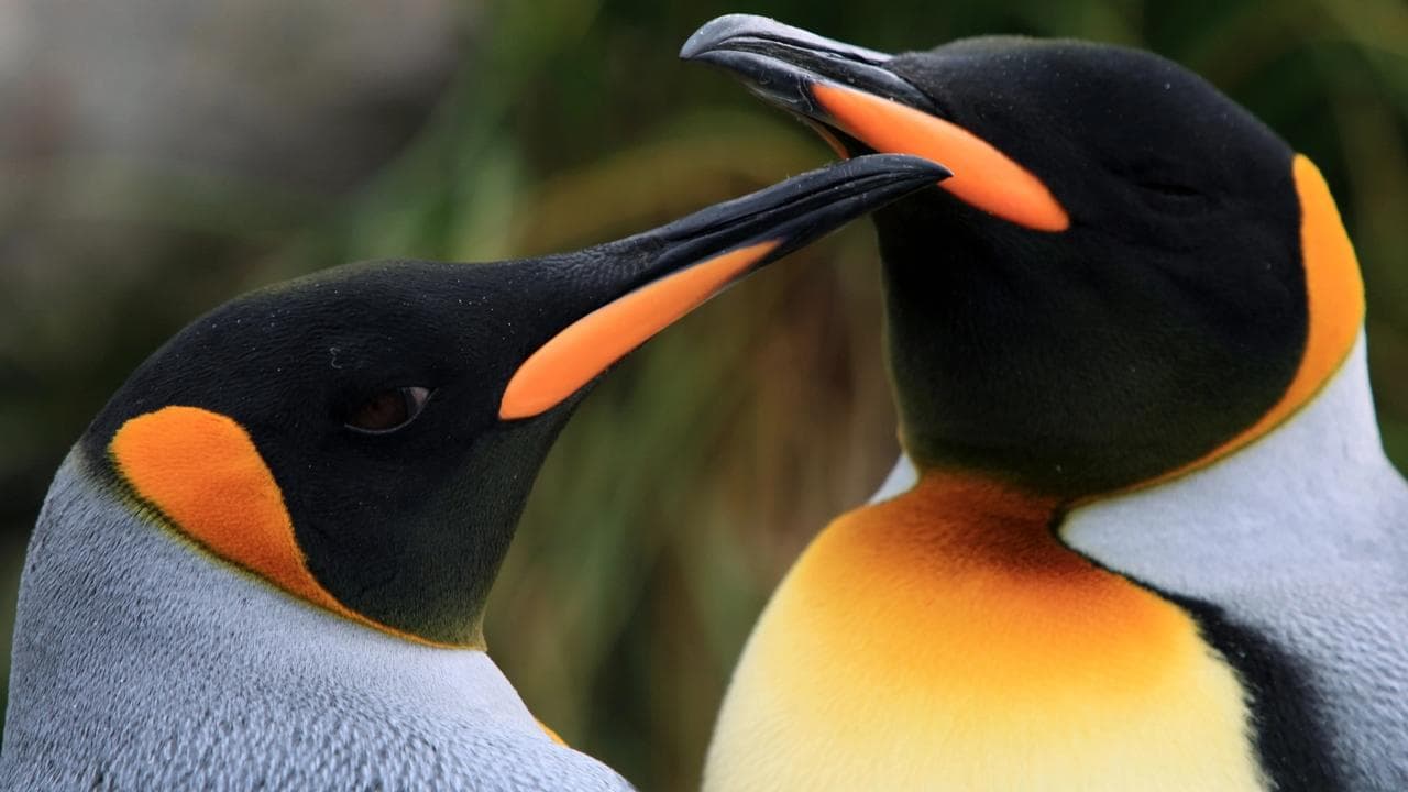 The Penguin King backdrop