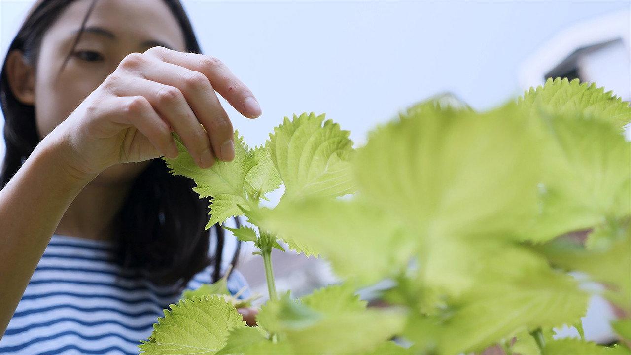 Shiso backdrop