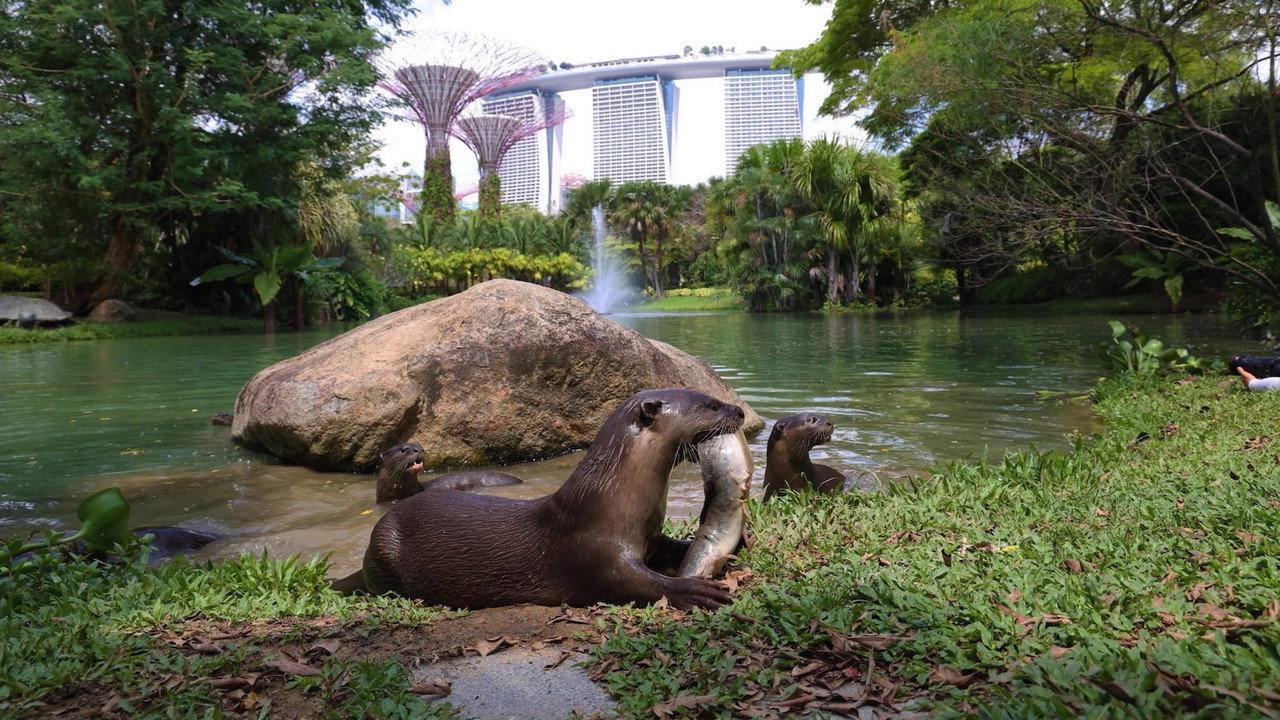 Uptown Otters backdrop