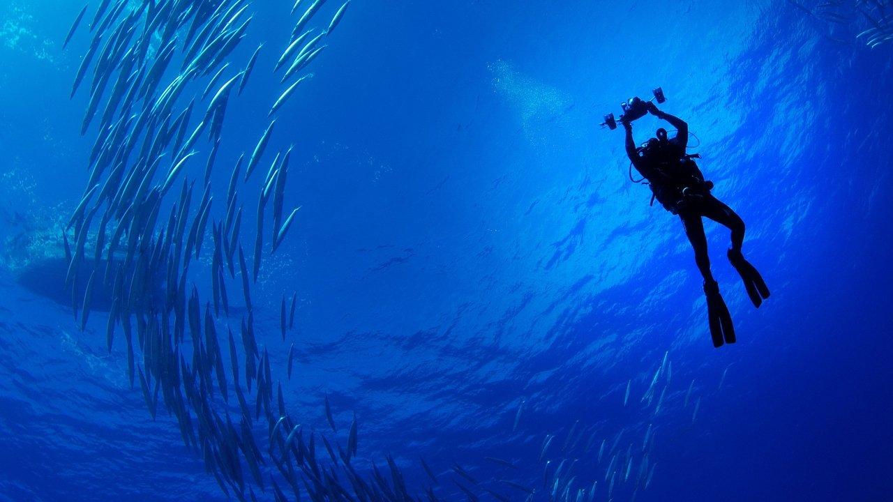 Sharks of Lost Island backdrop