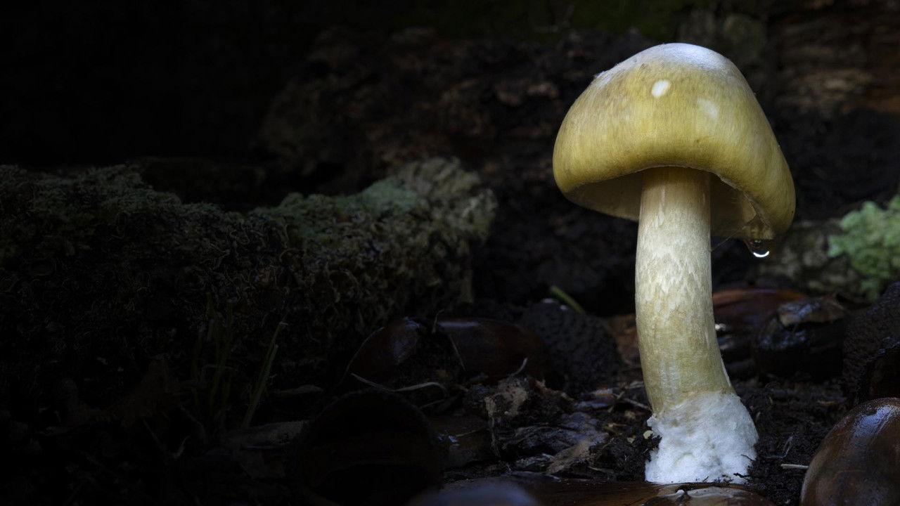 Revealed: Death Cap Murders backdrop