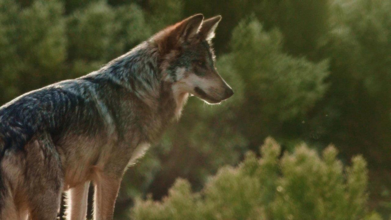Lobo Mexicano backdrop