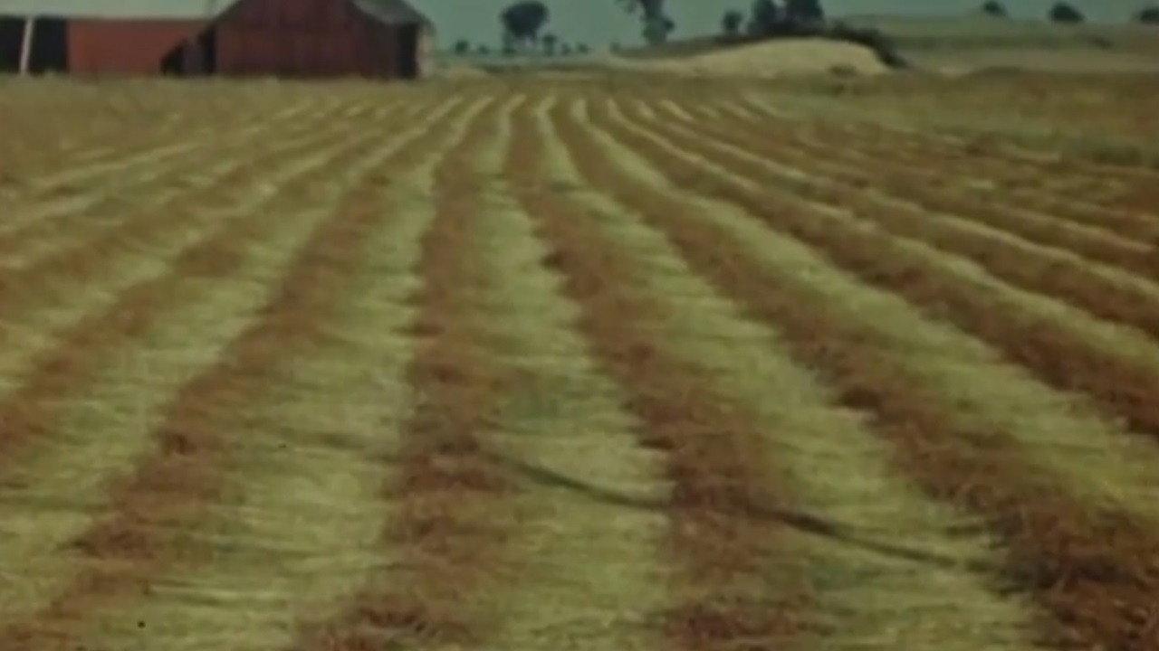 Flax from Canada - Part One: Growing Flax backdrop