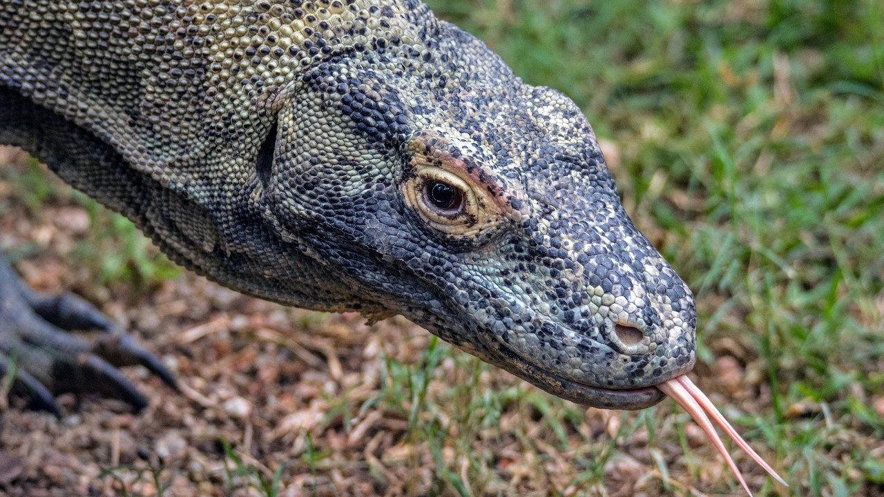 Dragons of Komodo backdrop