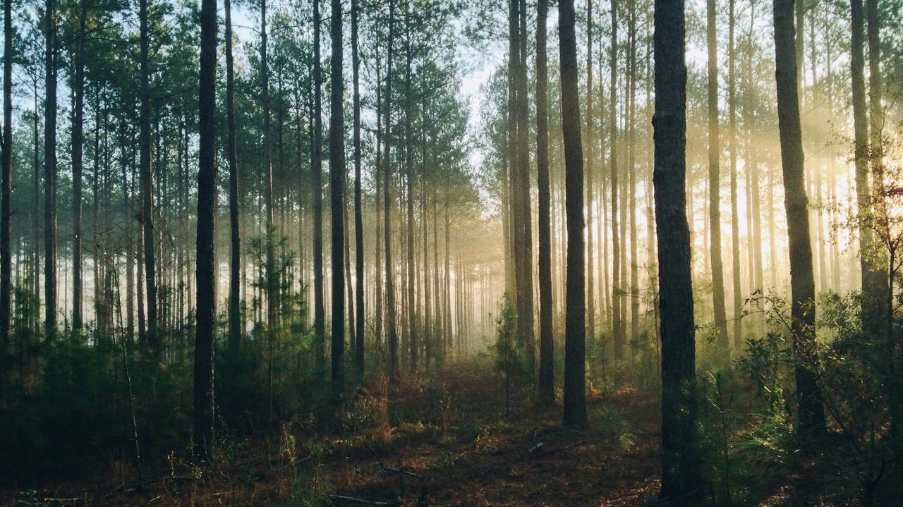 Into The Woods (AUS Productions) backdrop