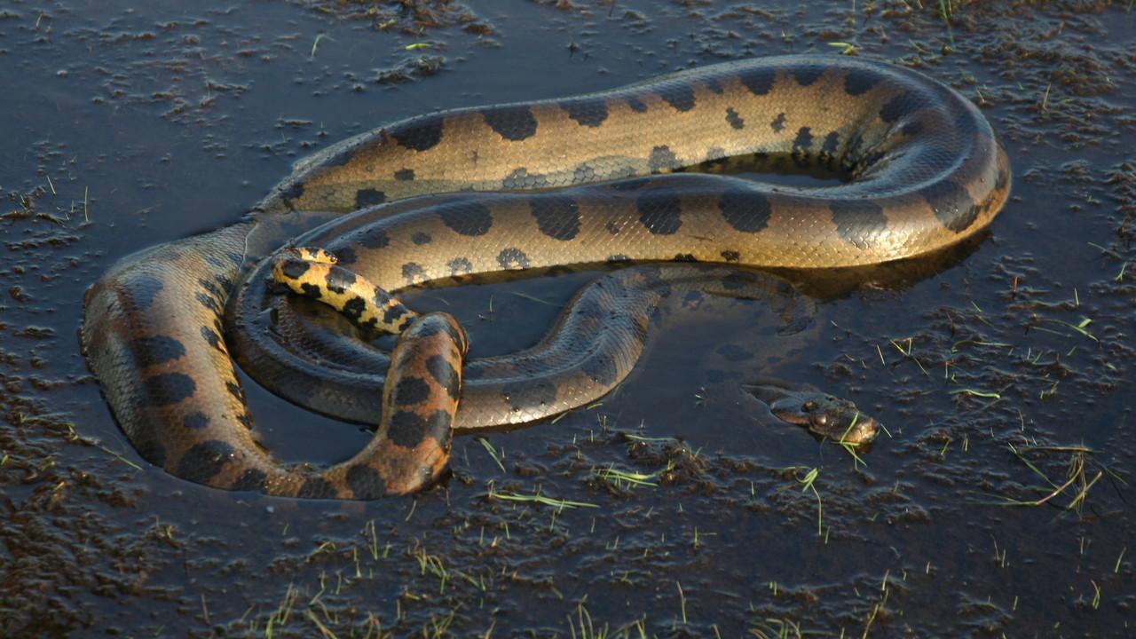Anaconda: Queen of the Serpents backdrop
